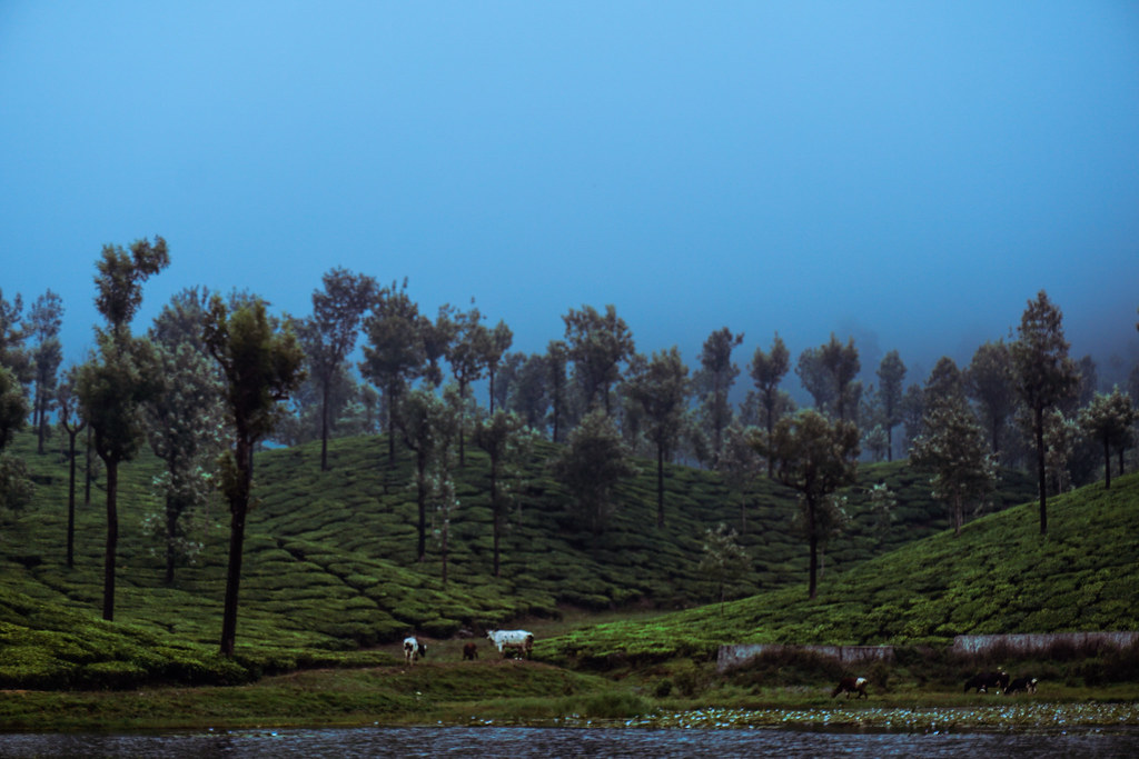 Valparai: A Tonic for Withered Senses