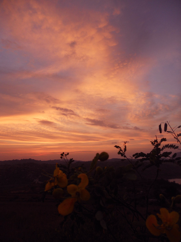 Stung by Sweet Desert Rose
