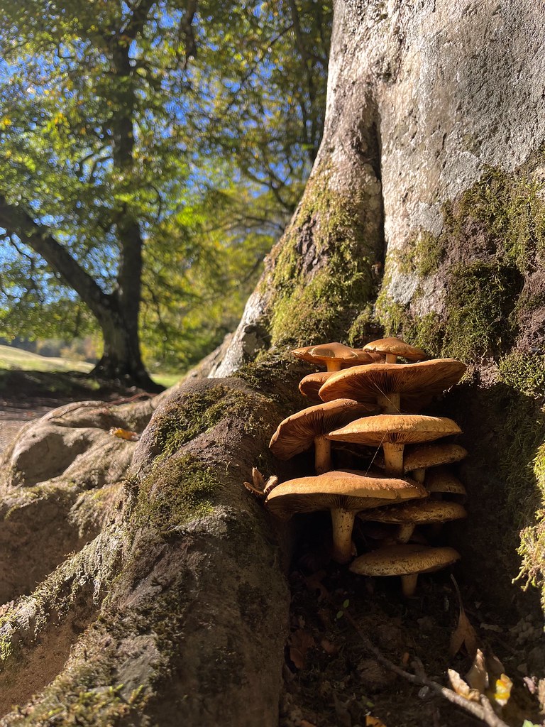 Glen Tilt: A Mosaic of Landscapes